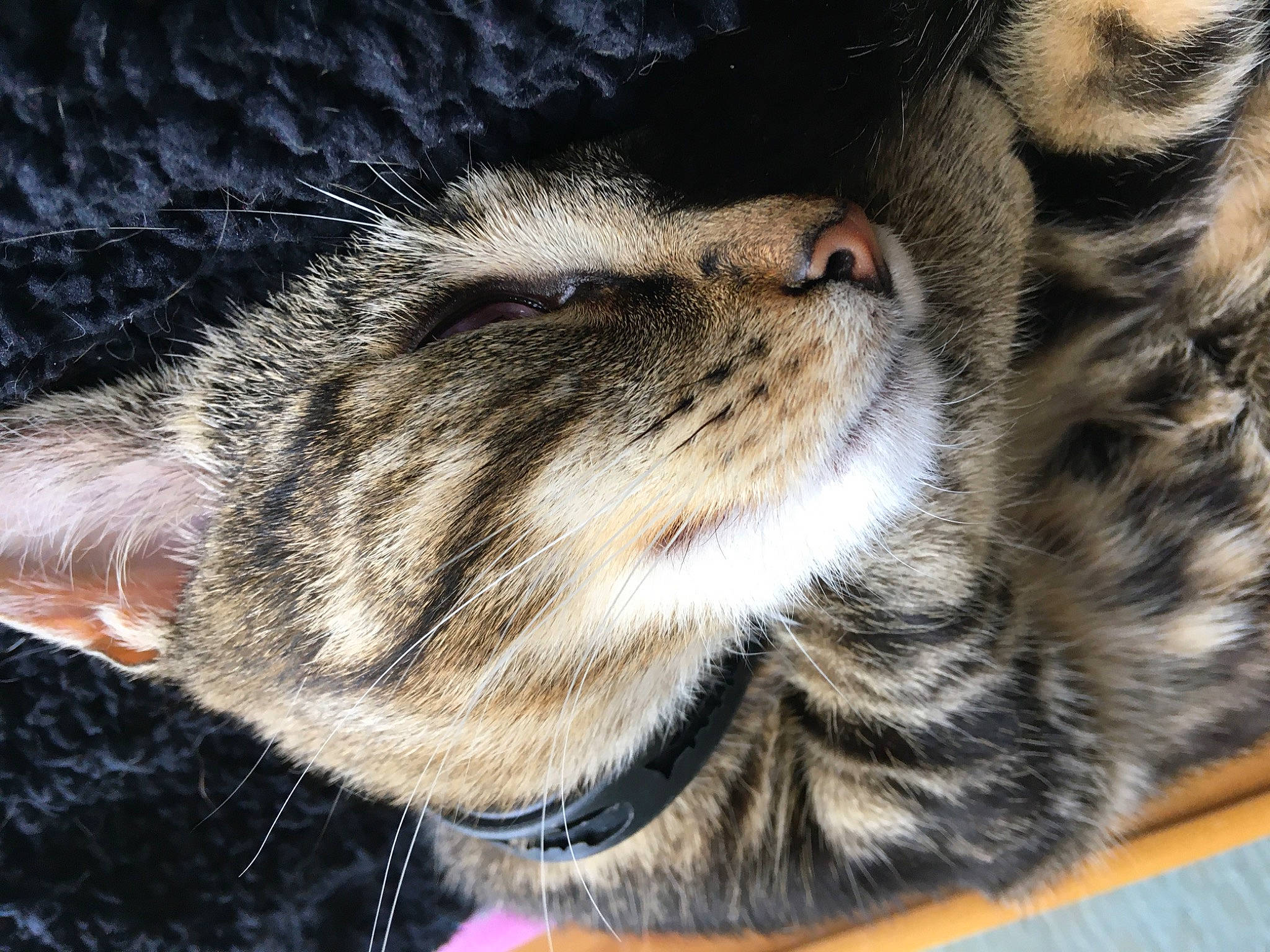 Poutsy participe au concours pour gagner de l'argent avec cette photo : american_shorthair, american_wirehair, asian, california_spangled, carnivore, cat, domestic_short_haired_cat, dragon_li, egyptian_mau, european_shorthair, felidae, fur, kitten, nap, paw, pixie_bob, small_to_medium_sized_cats, snout, tabby_cat, whiskers