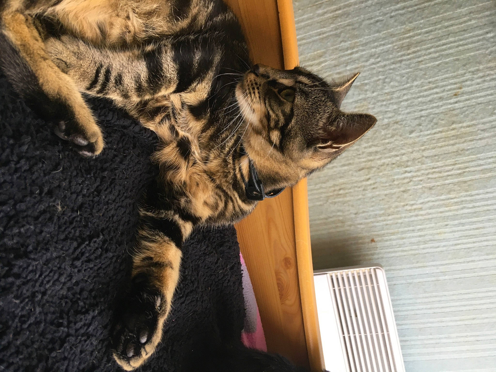 Poutsy participe au concours pour gagner de l'argent avec cette photo : american_shorthair, asian, california_spangled, carnivore, cat, domestic_short_haired_cat, dragon_li, egyptian_mau, european_shorthair, felidae, fur, kitten, mammal, paw, pixie_bob, small_to_medium_sized_cats, snout, tabby_cat, toyger, whiskers