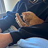 kitten, cat, orange_cat, pet, animal, cute, stretching, lap, person, clothing, sweater, casual, indoor, window, natural_light, cozy, resting, feline, young_cat, domestic_animal