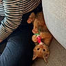 Shrimp is registered to the contest to win money with this photo: kitten, cat, toy, orange_cat, striped_shirt, jeans, couch, indoor, pet, playing, cute, small_animal, fur, paw, relaxing, cozy, human, furniture, curious, lying_down