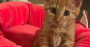 Shrimp is registered to the contest to win money with this photo: kitten, cat, orange_tabby, pet_bed, plush, indoor, cat_tree, toy, mushroom_toy, curious, wide_eyes, feline, pet, cute, animal, domestic_cat, soft_texture, cozy, playful, young_cat