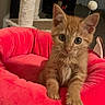 kitten, cat, orange_tabby, pet_bed, plush, indoor, cat_tree, toy, mushroom_toy, curious, wide_eyes, feline, pet, cute, animal, domestic_cat, soft_texture, cozy, playful, young_cat