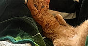 Shrimp is registered to the contest to win money with this photo: blanket, casual, cat, comfort, couch, cozy, domestic_animal, feline, fur, green_blanket, household, indoor, lounging, orange_cat, paw, person, pet, relaxed, resting, white_blanket