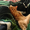 Shrimp is registered to the contest to win money with this photo: cat, orange_cat, relaxed, blanket, green_blanket, white_blanket, person, casual, indoor, couch, feline, cozy, resting, pet, fur, paw, lounging, domestic_animal, household, comfort
