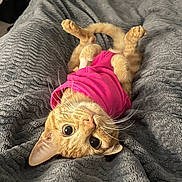 Shrimp joined the competition — help win amazing prizes! bedroom, blanket, cat, close_up, cozy, cute, domestic_animal, feline, fur, ginger_cat, indoor, pet, pink_shirt, playful, relaxed, resting, soft_texture, upside_down, whiskers, wide_eyes