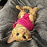 bedroom, blanket, cat, close_up, cozy, cute, domestic_animal, feline, fur, ginger_cat, indoor, pet, pink_shirt, playful, relaxed, resting, soft_texture, upside_down, whiskers, wide_eyes