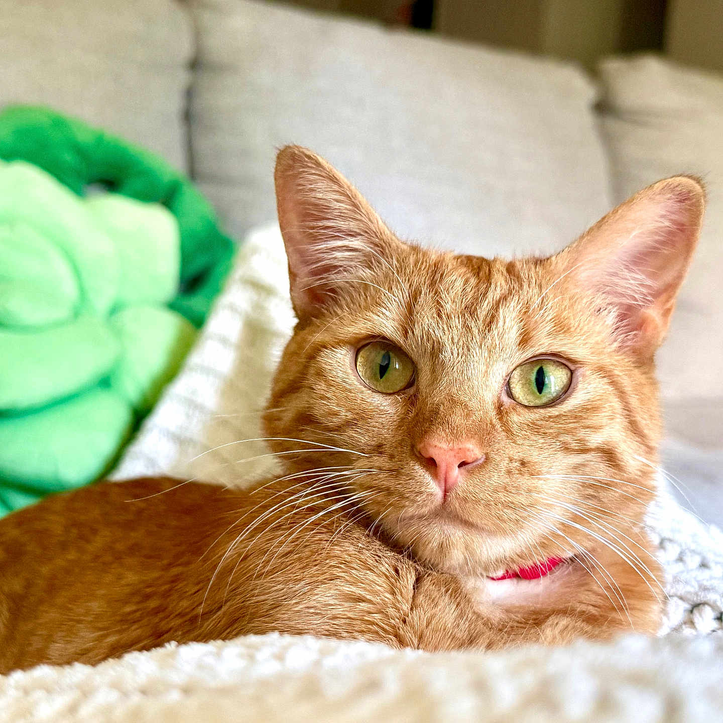 Shrimp