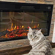 Bella is registered to the contest to win money with this photo: cat, cozy, curious, domestic_animal, electric_fireplace, feline, fireplace, flames, fur, home_interior, indoor, pet, reflection, sitting, stone_wall, striped, tabby_cat, warm, wood_floor, yellow_eyes