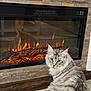 cat, cozy, curious, domestic_animal, electric_fireplace, feline, fireplace, flames, fur, home_interior, indoor, pet, reflection, sitting, stone_wall, striped, tabby_cat, warm, wood_floor, yellow_eyes