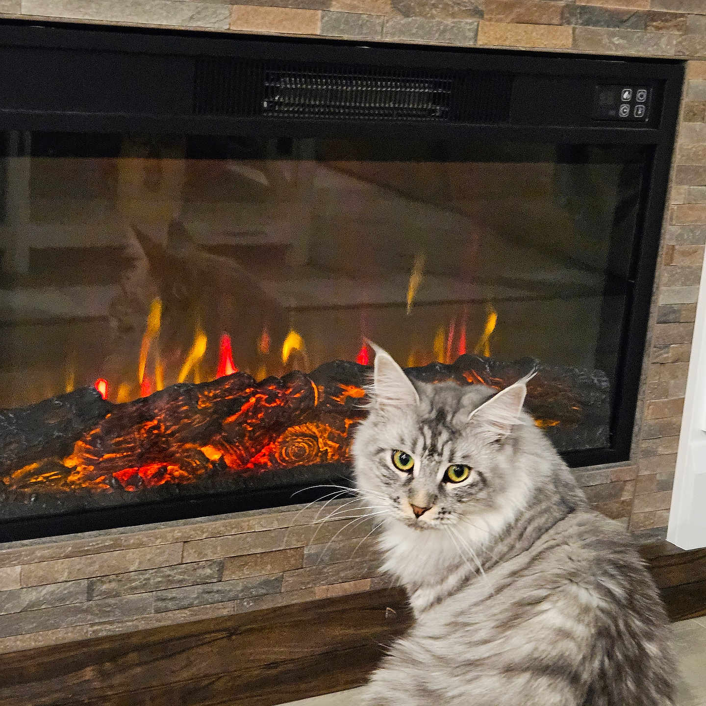 Bella is registered to the contest to win money with this photo: cat, cozy, curious, domestic_animal, electric_fireplace, feline, fireplace, flames, fur, home_interior, indoor, pet, reflection, sitting, stone_wall, striped, tabby_cat, warm, wood_floor, yellow_eyes