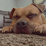 Tysonn is registered to the contest to win money with this photo: dog, sleeping, carpet, close_up, indoors, brown_dog, pet, resting, cozy, living_room, sofa, clock, canine, relaxed, face, paw, home, nap, quiet, domestic