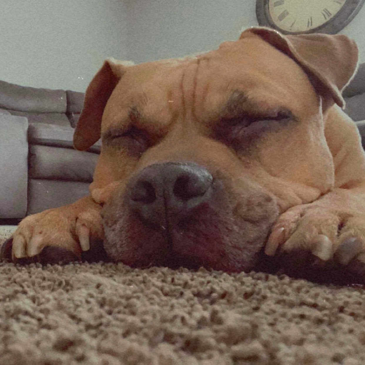 Tysonn is registered to the contest to win money with this photo: brown_dog, canine, carpet, clock, close_up, cozy, dog, domestic, face, home, indoors, living_room, nap, paw, pet, quiet, relaxed, resting, sleeping, sofa