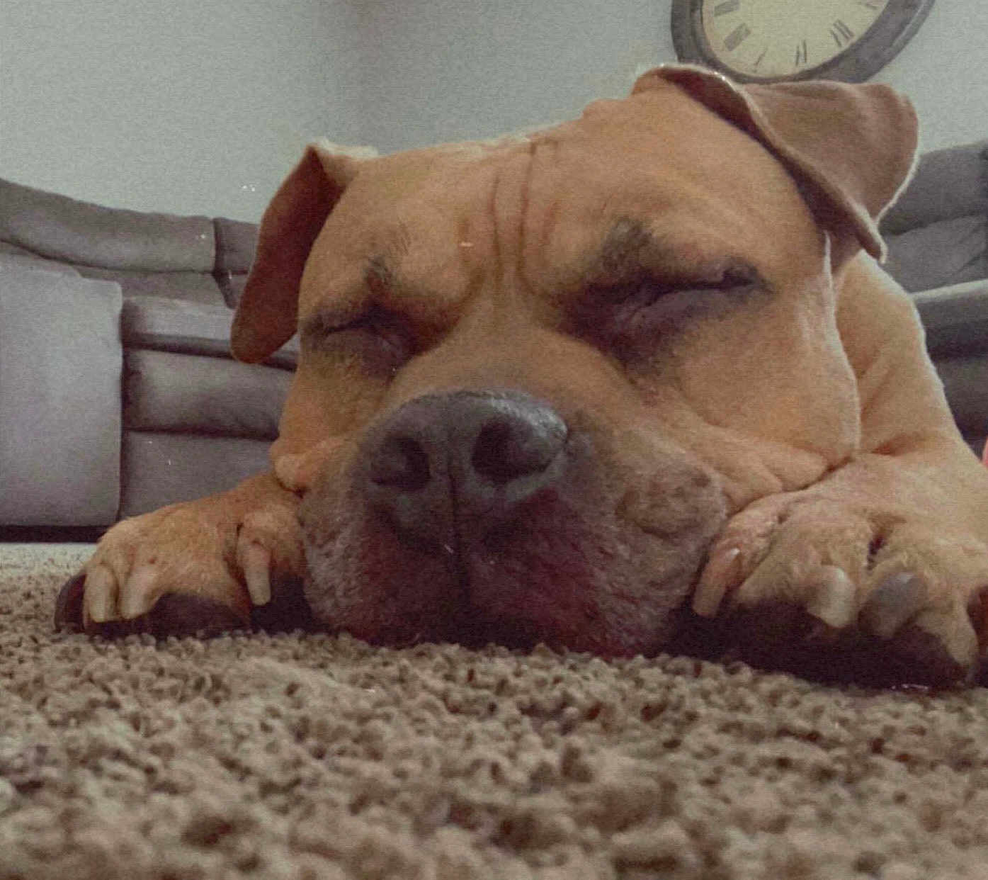 Tysonn is registered to the contest to win money with this photo: dog, sleeping, carpet, close_up, indoors, brown_dog, pet, resting, cozy, living_room, sofa, clock, canine, relaxed, face, paw, home, nap, quiet, domestic