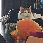 Archie joined the competition — help win amazing prizes! cat, white_cat, longhair_cat, pet, plush_toy, stuffed_animal, orange_plush, suitcase, blanket, curtain, dark_curtains, sofa, table, indoor, home, cozy, relaxed, portrait, fur, sleepy