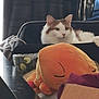cat, white_cat, longhair_cat, pet, plush_toy, stuffed_animal, orange_plush, suitcase, blanket, curtain, dark_curtains, sofa, table, indoor, home, cozy, relaxed, portrait, fur, sleepy