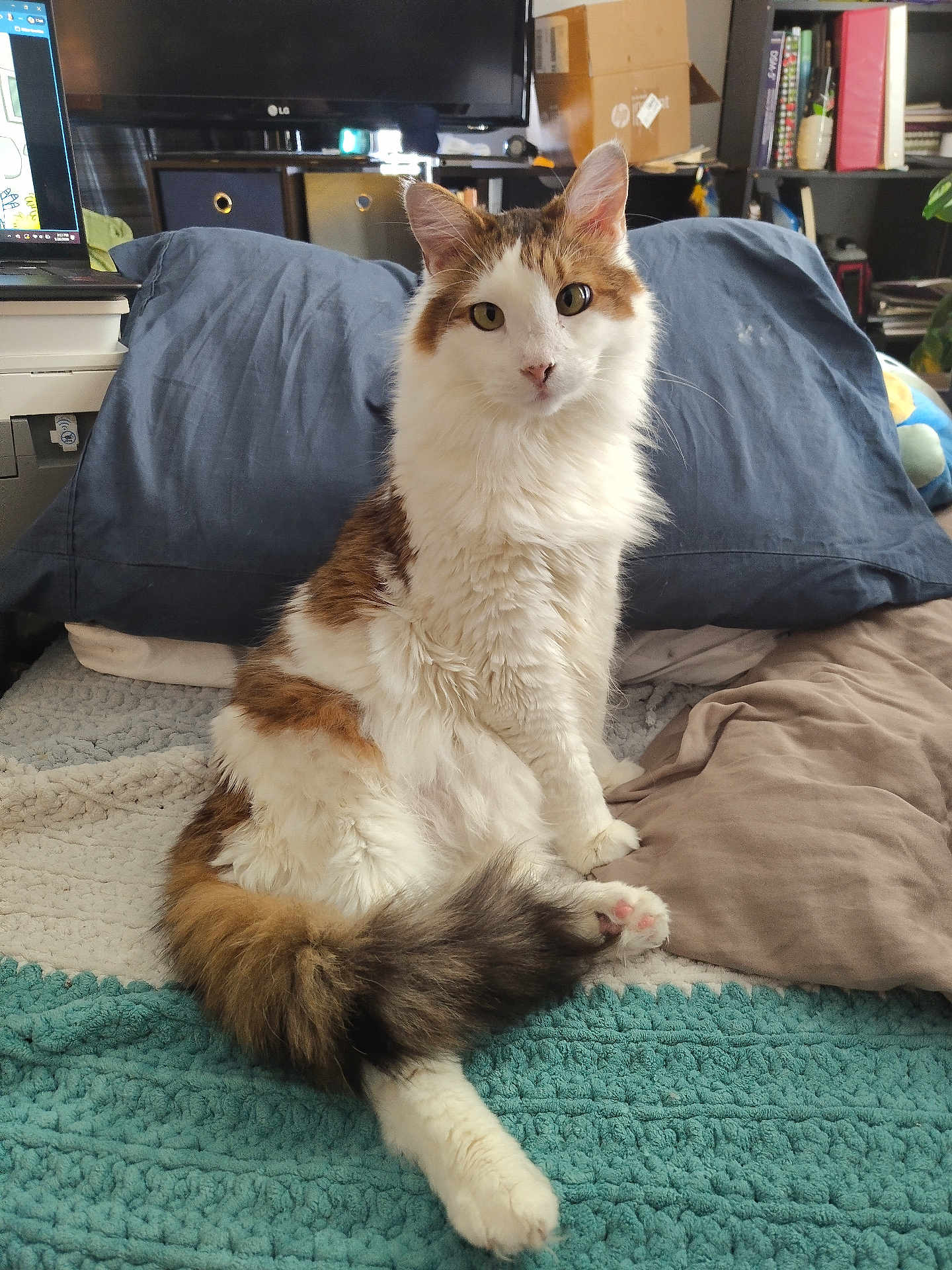 Archie joined the competition — help win amazing prizes! cat, calico_cat, long_hair, pet, bed, blanket, pillow, indoor, cozy, sitting, tail, paw, fluffy, portrait, looking_at_camera, eyes, whiskers, television, bookshelf, home_office