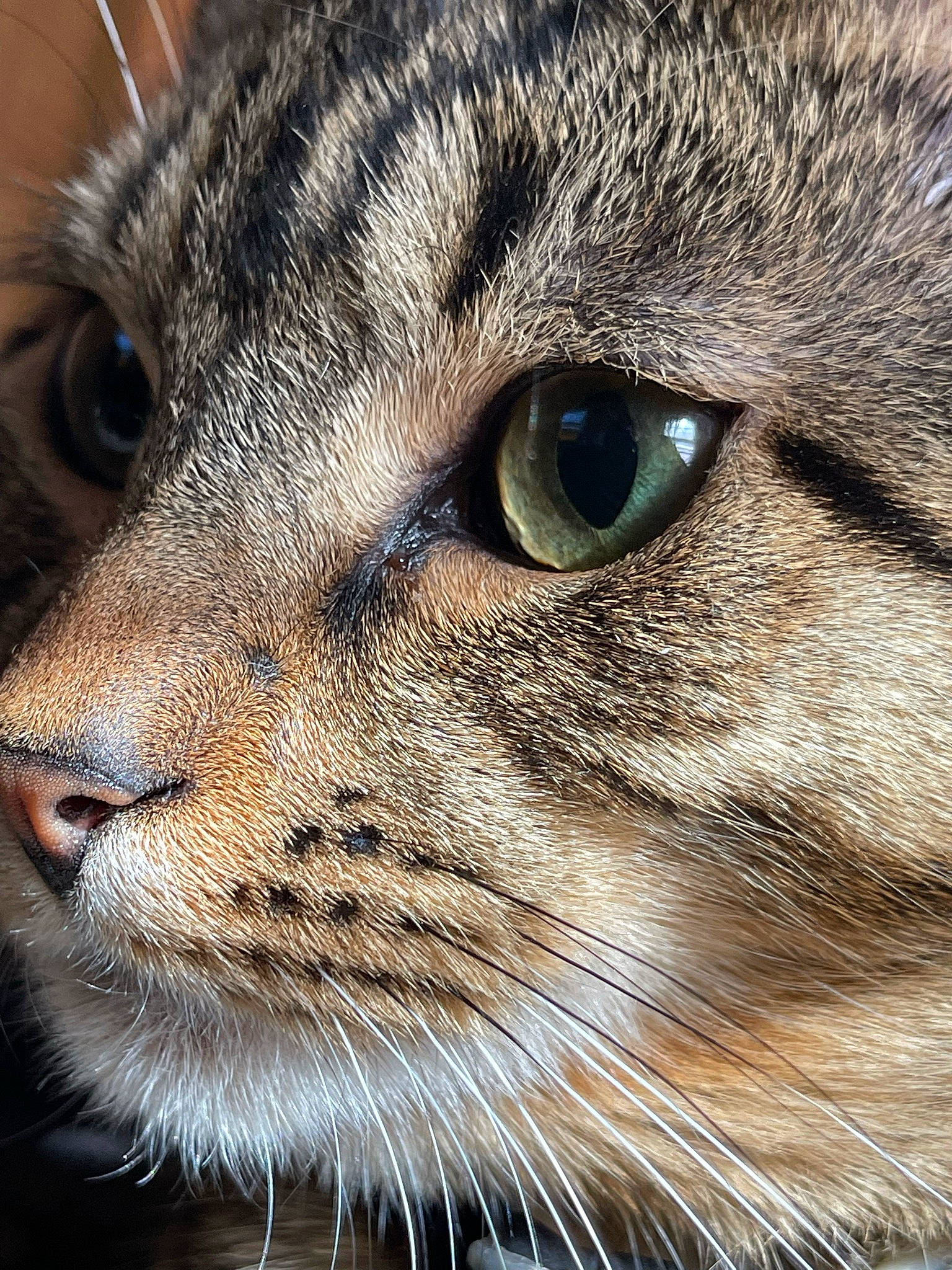 Loki joined the competition — help win amazing prizes! carnivore, cat, close_up, domestic_short_haired_cat, electric_blue, felidae, fur, grass, macro_photography, small_to_medium_sized_cats, snout, terrestrial_animal, whiskers, wildlife
