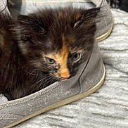Calypso is registered to the contest to win money with this photo: kitten, cat, shoe, furry, pet, animal, cozy, gray_shoe, orange_stripe, fur, closeup, indoor, curious, small, cute, texture, soft, resting, sleepy, domestic
