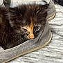 kitten, cat, shoe, furry, pet, animal, cozy, gray_shoe, orange_stripe, fur, closeup, indoor, curious, small, cute, texture, soft, resting, sleepy, domestic
