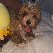 Max is registered to the contest to win money with this photo: puppy, dog, curly_fur, tongue_out, bed, plush_toy, yellow_toy, cute, pet, animal, indoor, cozy, fur, sleeping_area, close_up, playful, young_dog, adorable, resting, soft