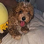 puppy, dog, curly_fur, tongue_out, bed, plush_toy, yellow_toy, cute, pet, animal, indoor, cozy, fur, sleeping_area, close_up, playful, young_dog, adorable, resting, soft