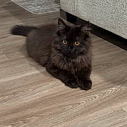 Shadow is registered to the contest to win money with this photo: cat, kitten, black_cat, indoor, floor, wooden_floor, couch, pet, animal, feline, fur, cute, young_cat, domestic_cat, resting, curious, eyes, whiskers, paws, home