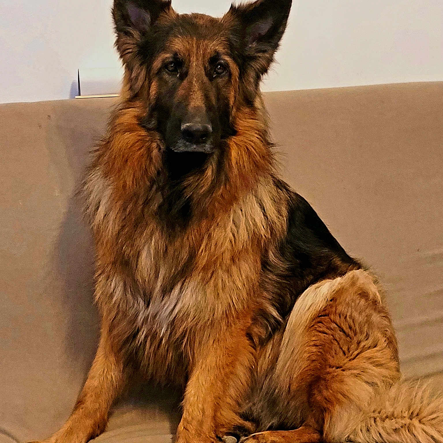 Stella