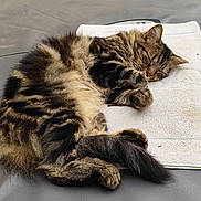 Zigi a rejoint le concours — aidez-le/la à gagner de superbes lots ! cat, tabby, sleeping, fur, towel, gray_surface, curled_up, pet, animal, resting, cozy, domestic, whiskers, paw, tail, cute, relaxed, indoor, soft, mammal