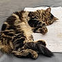 cat, tabby, sleeping, fur, towel, gray_surface, curled_up, pet, animal, resting, cozy, domestic, whiskers, paw, tail, cute, relaxed, indoor, soft, mammal