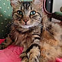 cat, tabby, fluffy, green_eyes, chair, pink_blanket, furniture, indoor, relaxed, pet, animal, whiskers, close_up, cute, mammal, domestic_animal, laying, paws, striped, feline