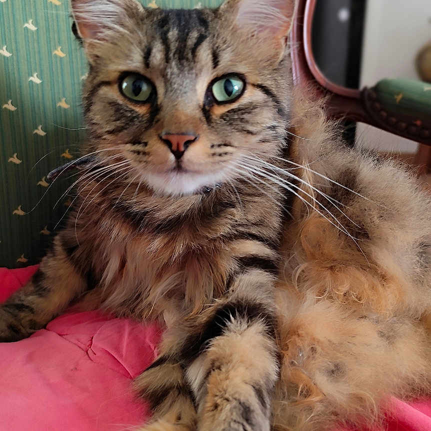 Zigi a rejoint le concours — aidez-le/la à gagner de superbes lots ! animal, cat, chair, close_up, cute, domestic_animal, feline, fluffy, furniture, green_eyes, indoor, laying, mammal, paws, pet, pink_blanket, relaxed, striped, tabby, whiskers