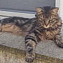 cat, tabby_cat, feline, animal, pet, outdoor, stone_ledge, building, green_eyes, fur, relaxed, lying_down, whiskers, paw, nature, daylight, closeup, mammal, resting, curious