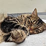 cat, tabby, fluffy, sleeping, relaxed, towel, indoor, pet, feline, close_up, fur, whiskers, paw, cozy, resting, animal, cute, soft, domestic, lazy
