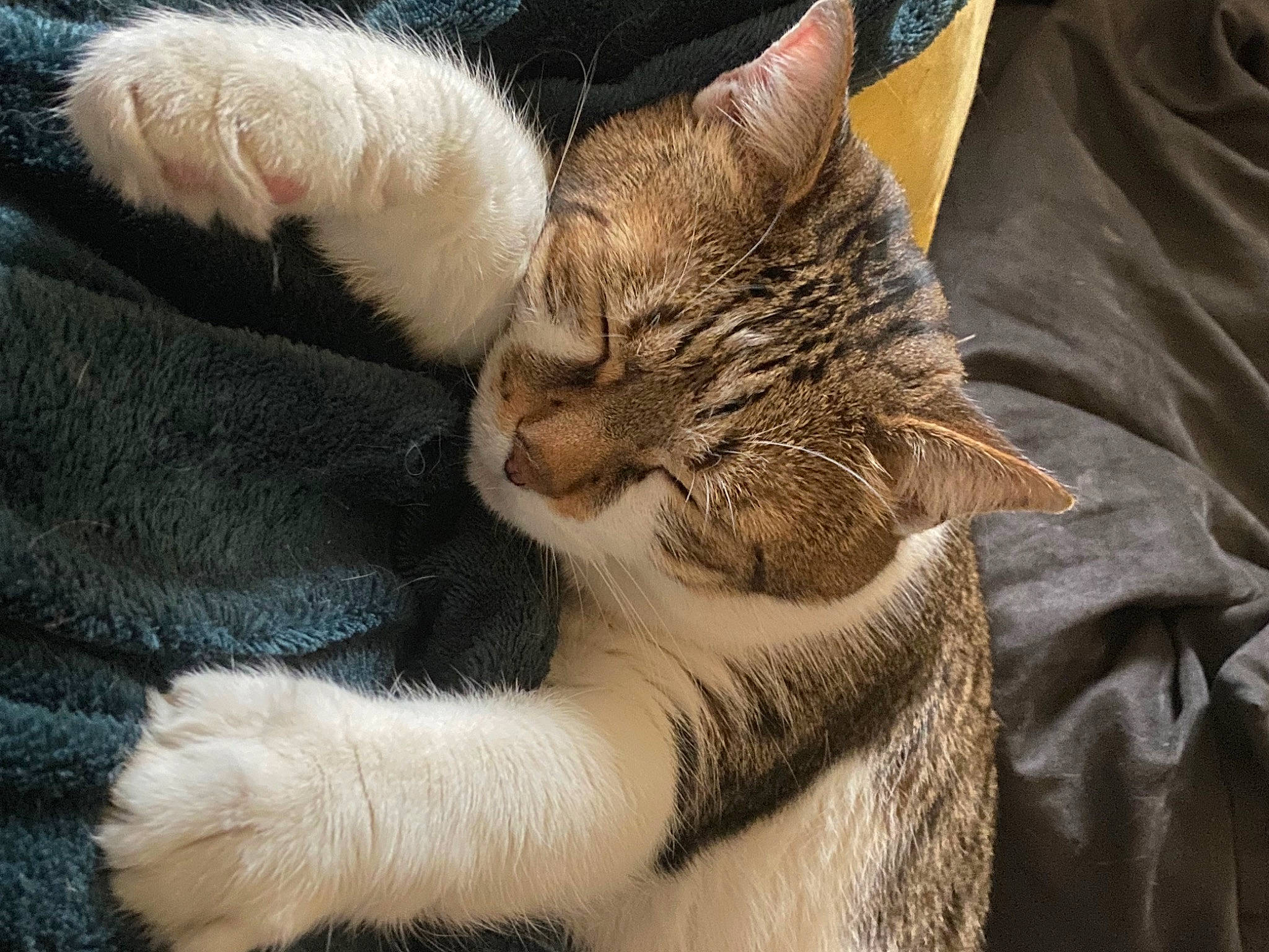 Kuro a rejoint le concours — aidez-le/la à gagner de superbes lots ! carnivore, cat, claw, comfort, domestic_short_haired_cat, ear, fawn, felidae, fur, gesture, nap, paw, sleep, small_to_medium_sized_cats, snout, tail, terrestrial_animal, textile, whiskers, wildlife