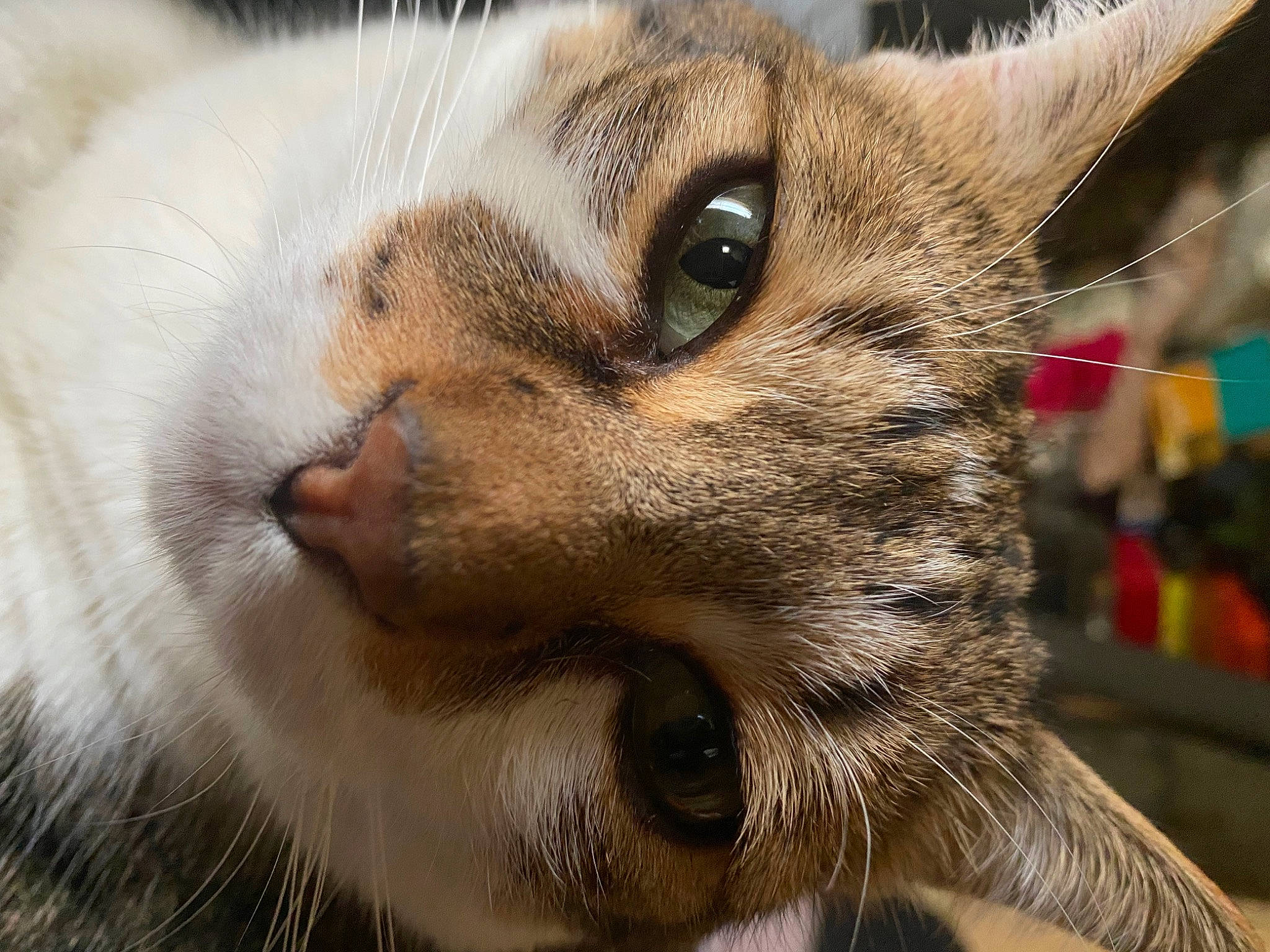 Kuro a rejoint le concours — aidez-le/la à gagner de superbes lots ! carnivore, cat, claw, close_up, domestic_short_haired_cat, ear, eye, fawn, felidae, fur, head, nose, paw, small_to_medium_sized_cats, snout, terrestrial_animal, whiskers, wildlife