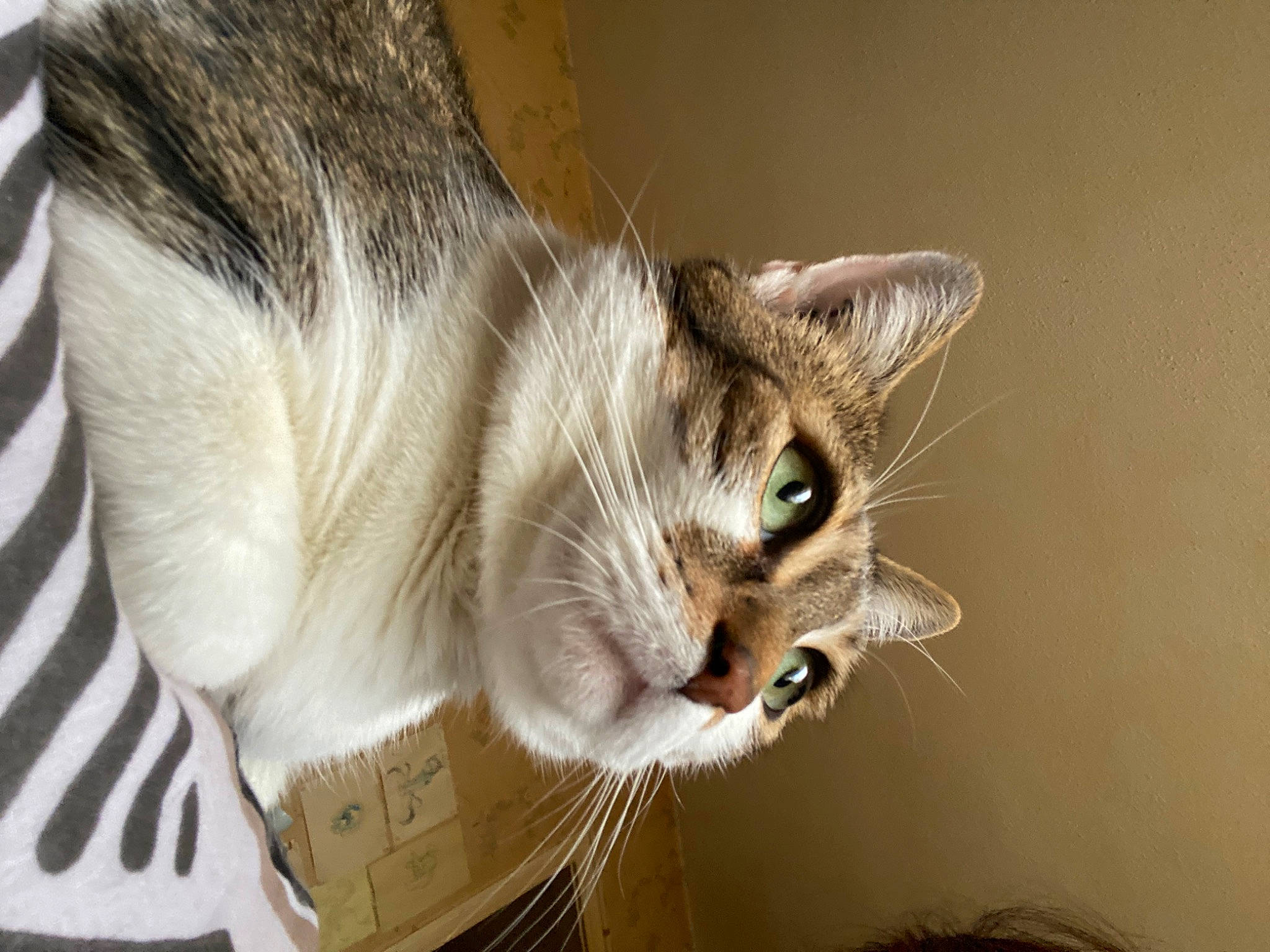 Kuro participe au concours pour gagner de l'argent avec cette photo : box, cardboard, carnivore, cat, domestic_short_haired_cat, door, ear, eye, eyelash, fawn, felidae, fur, paw, plant, small_to_medium_sized_cats, snout, tail, tree, whiskers, wildlife