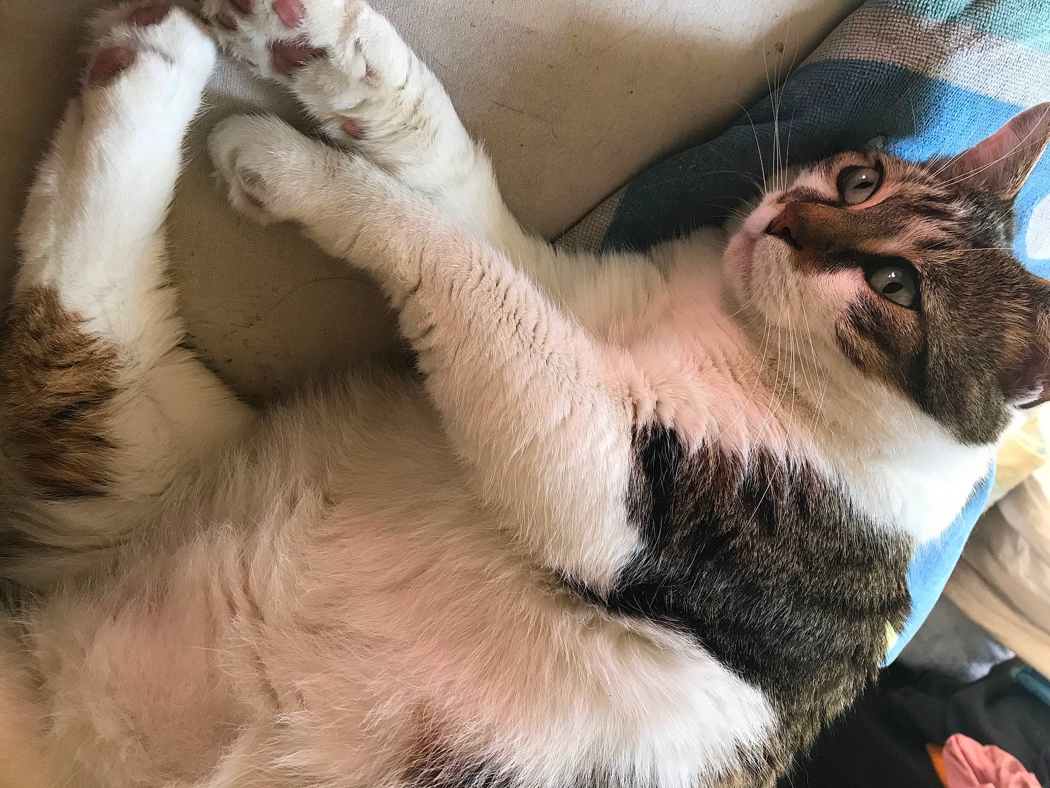 Kuro a rejoint le concours — aidez-le/la à gagner de superbes lots ! canidae, cat, claw, comfort, domestic_short_haired_cat, fawn, felidae, fur, goats, hat, human_leg, lap, nap, paw, small_to_medium_sized_cats, snout, tail, thigh, whiskers, wildlife