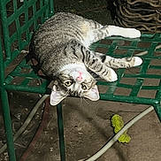 Tigger joined the competition — help win amazing prizes! animal, animal_face, cat, chair, cute, feline, fur, green_chair, ground, looking, metal, night, outdoor, pet, playful, relaxed, tabby_cat, toy, upside_down, whiskers