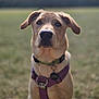 Bowie is registered to the contest to win money with this photo: dog, tan_dog, purple_harness, green_collar, outdoor, grass, field, pet, canine, animal, portrait, sitting, ears, snout, nose, fur, leash, tag, nature, daylight