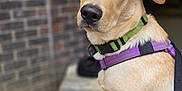 Bowie is registered to the contest to win money with this photo: dog, golden, canine, pet, collar, harness, outdoor, brick_wall, curious, looking_back, animal, mammal, closeup, portrait, leash, fur, ears, snout, alert, young