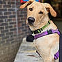 dog, golden, canine, pet, collar, harness, outdoor, brick_wall, curious, looking_back, animal, mammal, closeup, portrait, leash, fur, ears, snout, alert, young