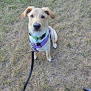 Bowie is registered to the contest to win money with this photo: dog, puppy, leash, harness, grass, outdoor, pet, canine, brown_coat, sitting, looking_up, curious, young_dog, nature, footwear, shoe, walking, animal, domestic_animal, daytime
