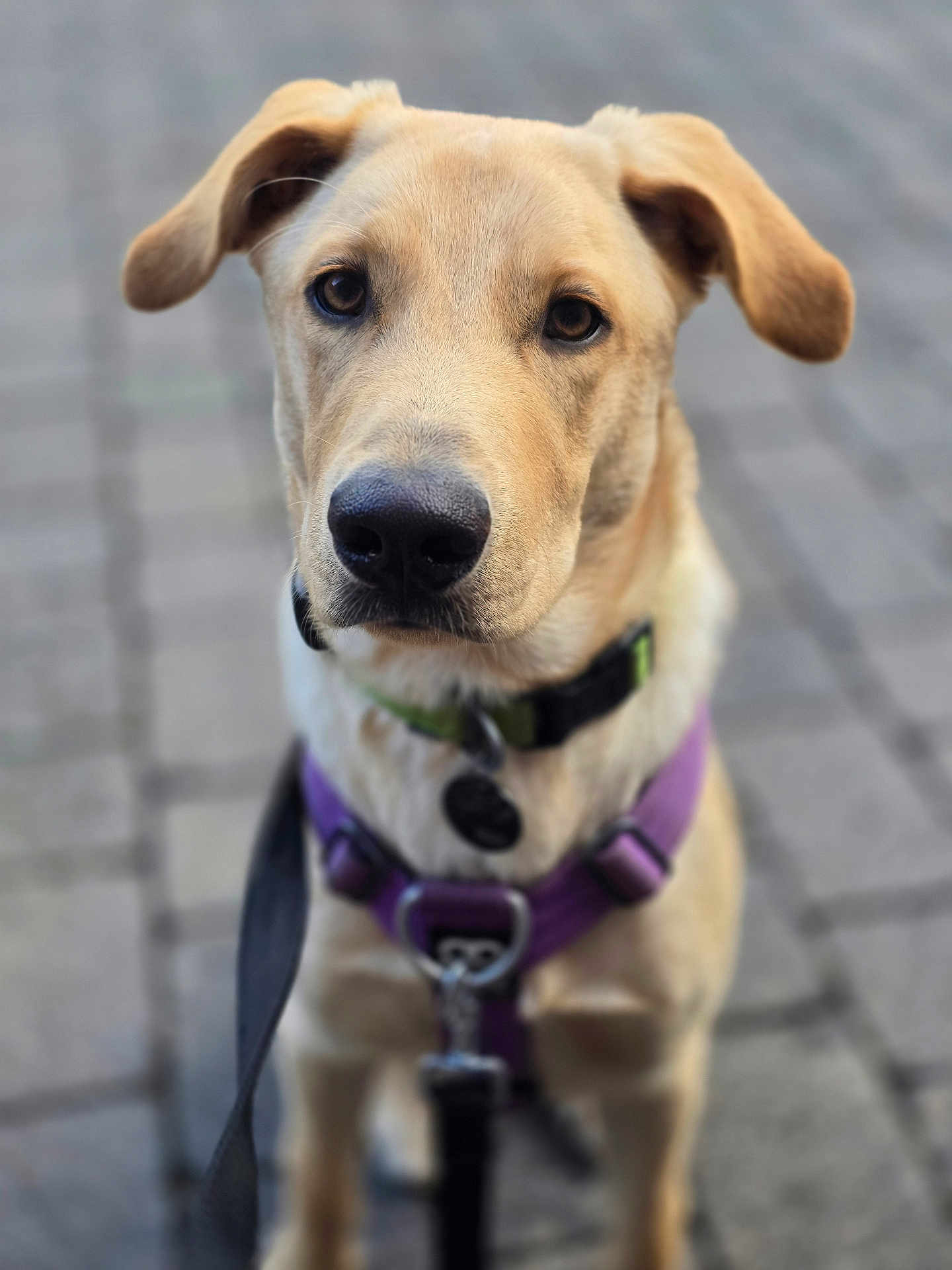 Bowie