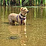 Bowie joined the competition — help win amazing prizes! dog, water, wet, outdoor, nature, reeds, reflection, animal, standing, brown, fur, collar, harness, pond, calm, sunlight, summer, pet, canine, lake
