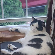 Jetson joined the competition — help win amazing prizes! animal, black_and_white, cat, chair, curious, curtains, daylight, domestic, feline, fur, greenery, home, indoor, lace, lounging, pet, relaxed, resting, vehicle, window