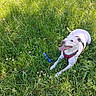 animal, blue_toy, canine, collar, dog, field, grass, greenery, happy, harness, nature, outdoor, panting, pet, playful, summer, sunlight, tongue_out, toy, white_dog