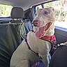 animal, backseat, canine, car_interior, daytime, dog, domestic_animal, fence, happy, headrest, leash, pet, red_harness, seat_cover, sitting, sunlight, tongue_out, trees, white_dog, window