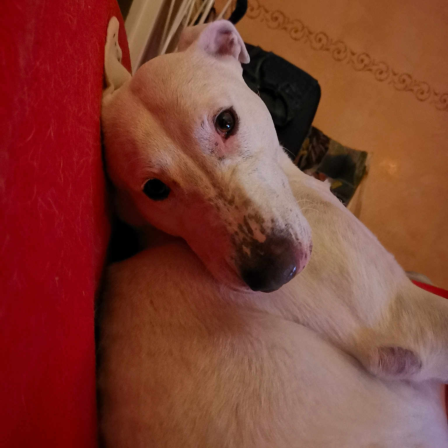 Sally
