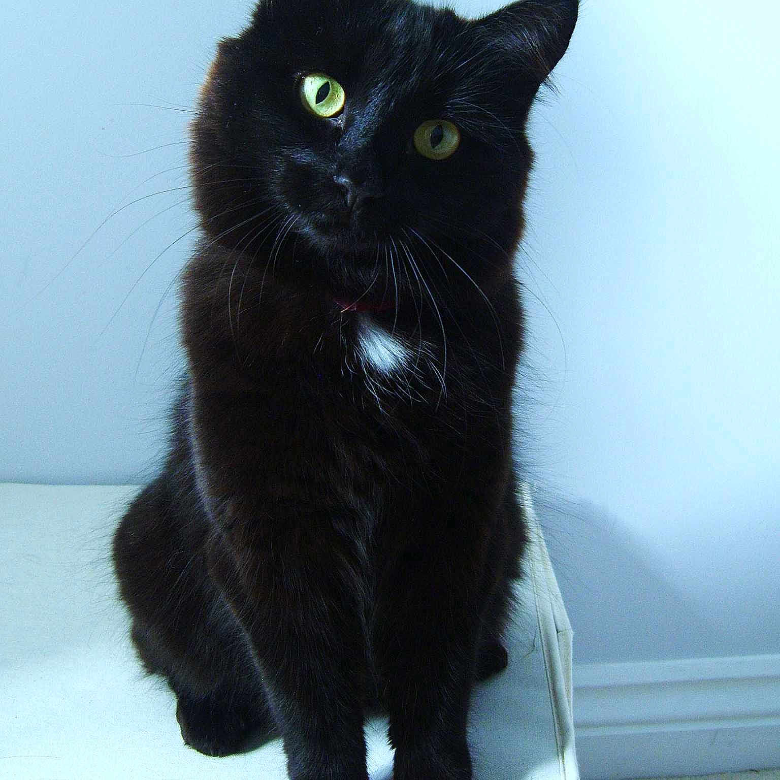 Millie is registered to the contest to win money with this photo:
