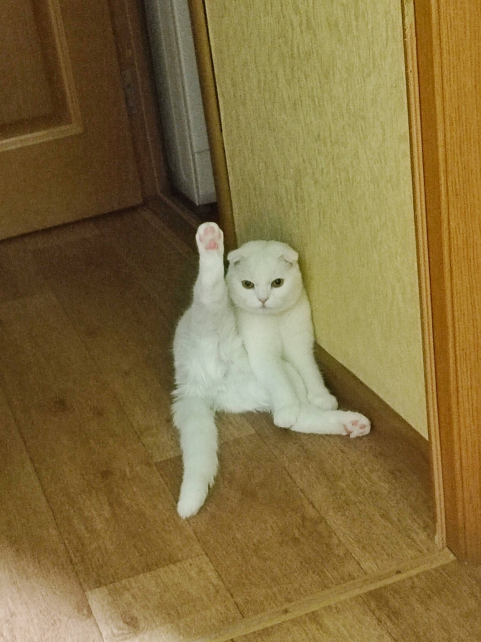 Boris joined the competition — help win amazing prizes! carnivore, cat, companion_dog, door, fawn, felidae, flooring, fur, hardwood, plush, shelf, small_to_medium_sized_cats, stuffed_toy, tail, toy, whiskers, wood, wood_flooring, wood_stain, wool